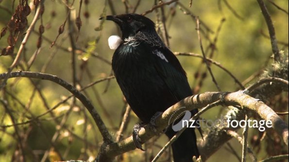 Tui in Tree 1712